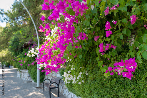 Fotografia White and purple flowers of bougainvillaea plant with green leaves on the wall a