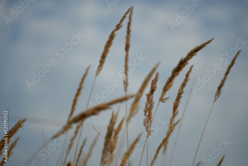 spikelets of cereal wheat field cereals field summer ears vertical photography flowers against the background of mallow ukraine beautiful poster background photo out of focus in high quality 
