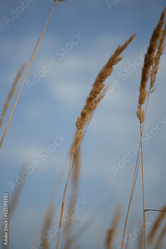 spikelets of cereal wheat field cereals field summer ears vertical photography flowers against the background of mallow ukraine beautiful poster background photo out of focus in high quality 