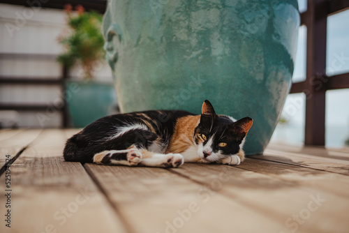 Cute cat lying down on a wooden floor terrace in the street. He is looking at camera