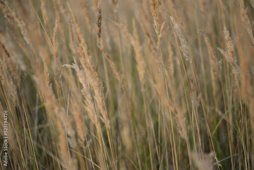 Fototapeta premium spikelets of cereal wheat field cereals field summer ears vertical photography flowers against the background of mallow ukraine beautiful poster background photo out of focus in high quality blue sky 