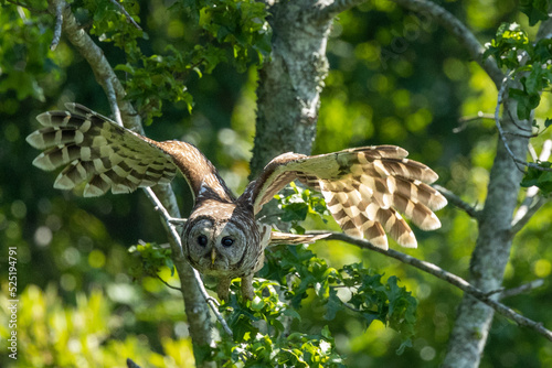 Barred Owl flying from tree in Alligator National Wildlife Refuge