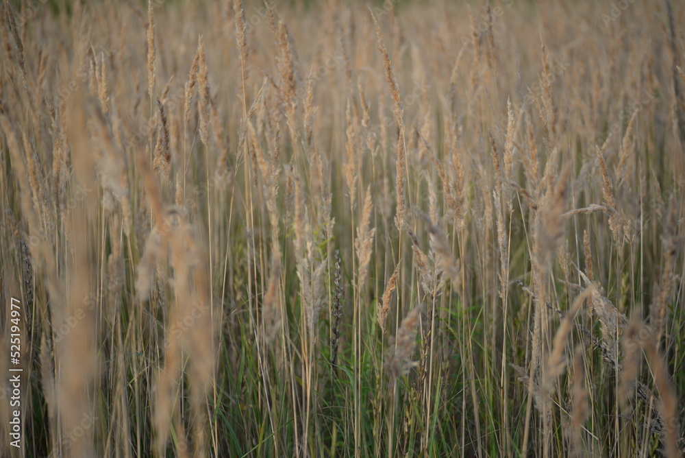 spikelets of cereal wheat field cereals field summer ears vertical photography flowers against the background of mallow ukraine beautiful poster background photo out of focus in high quality blue sky spikelets of cereal wheat field cereals field summer ears vertical photography flowers against the background of mallow ukraine beautiful poster background photo out of focus in high quality blue sky