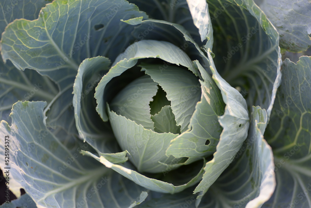 Fototapeta premium green white cabbage, cabbage close-up, cabbage leaves, cabbage in the garden, cabbage in the field