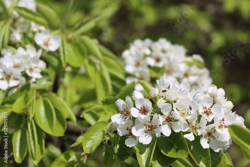 Birne (Pyrus communis) - Blüten und frisches Laub © etfoto