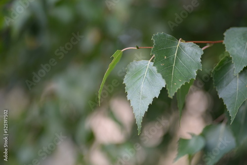 green birch leaves close-up, birch branches, bright bokeh, blurred abstract background against the sky 