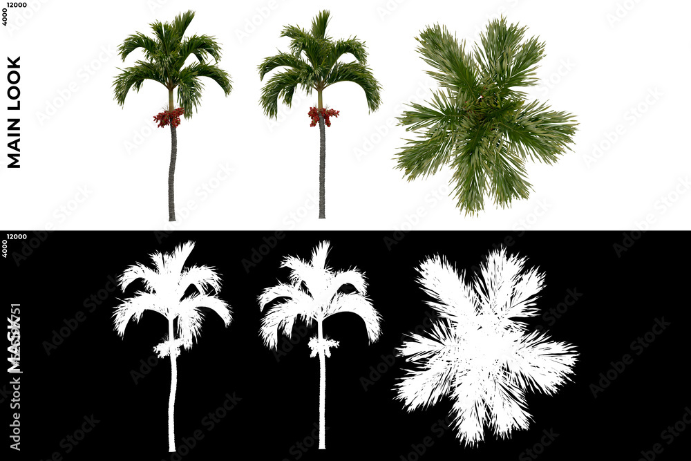 Fototapeta premium 3D Rendering of Tropical Trees (Caribbean and beach) with alpha mask to cutout and PNG editing. Vegetation for Nature Compositing