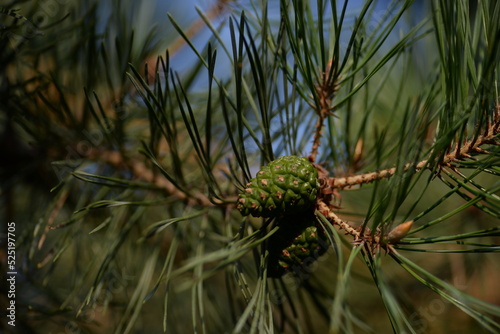 abstraction  photo of pine needles out of focus  green bokeh of a Christmas tree  on a green background  green pine trees  coniferous branches   fir cones  green p coniferous cones  pine cones 