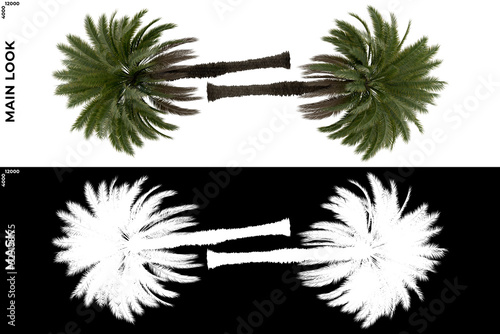 Wallpaper Mural 3D Rendering of Tropical Trees (Caribbean and beach) with alpha mask to cutout and PNG editing. Vegetation for Nature Compositing Torontodigital.ca