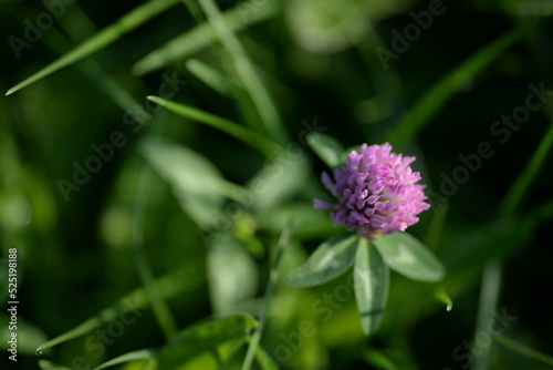 clover flowers, pink clover flowers on a green background, vibrant natural background