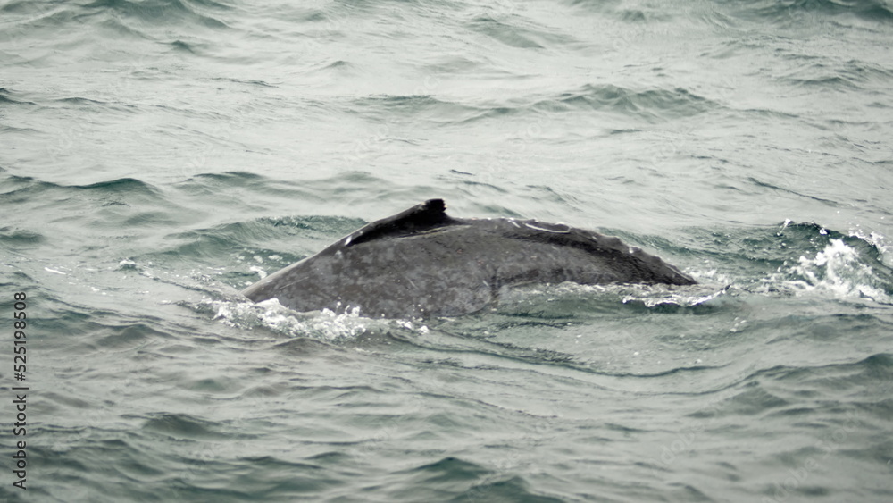 Fototapeta premium Dorsal fin of a humpback whale (Megaptera novaeangliae) in Machalilla National Park, off the coast of Puerto Lopez, Ecuador
