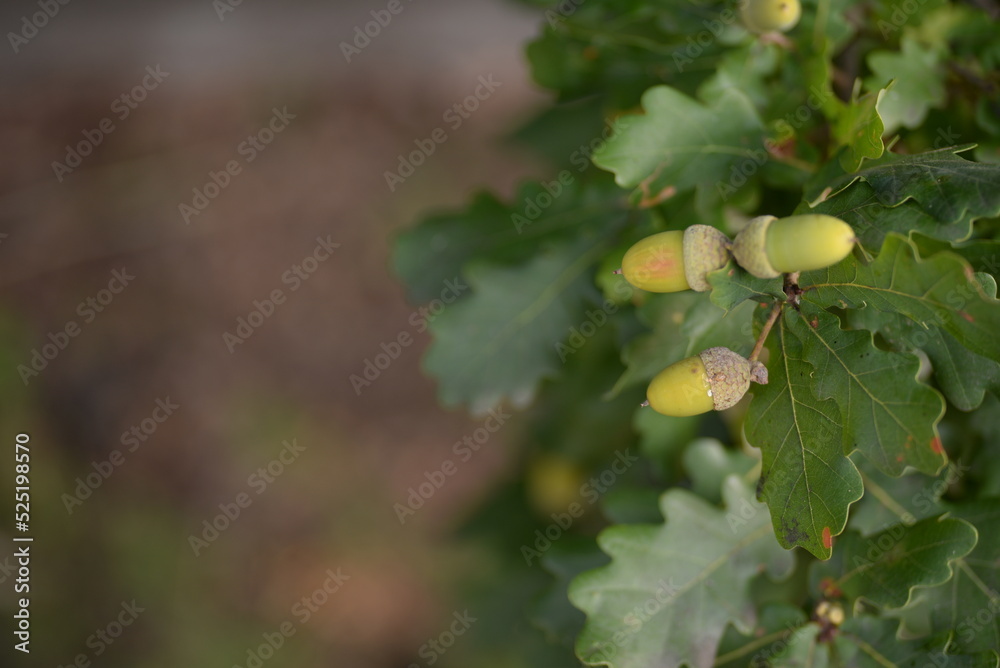 oak leaves, close-up, green, acorns, green background, bright bokeh, blurred, abstract, background, tree, nature, leaf, fruit, plant, food, leaves, branch, garden, summer, agriculture, yellow, acorn, 
