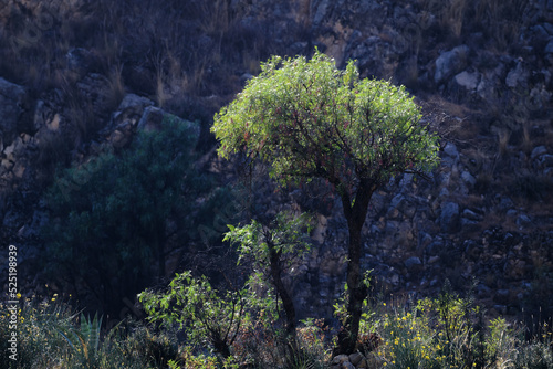 Beautiful small molle tree (Schinus molle) at sunrise with a cool shaded background.
