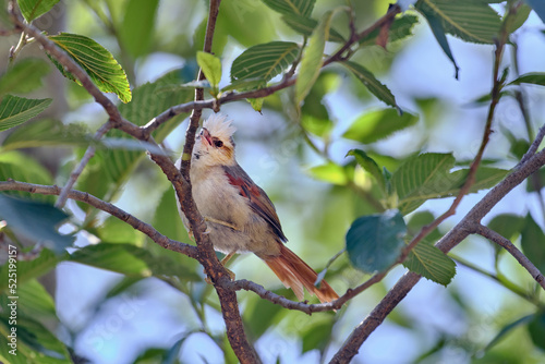Creamy-crested Spinetail (Cranioleuca albicapilla), small and restless bird jumping between the branches of the bushes during the morning. photo