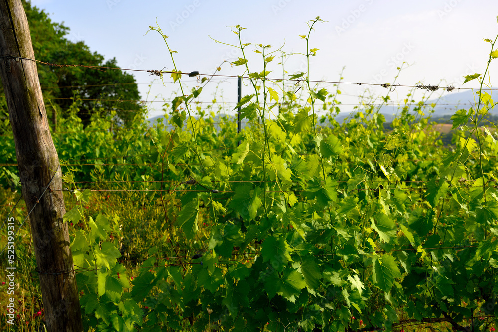 Fototapeta premium vineyards in the Tuscan hills near Peccioli Italy