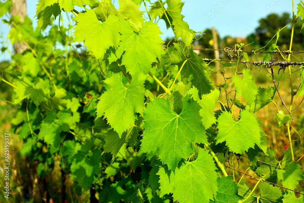 vineyards in the Tuscan hills near Peccioli Italy vineyards in the Tuscan hills near Peccioli Italy
