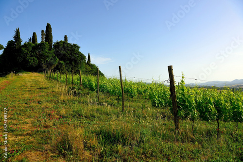 vineyards in the Tuscan hills near Peccioli Italy