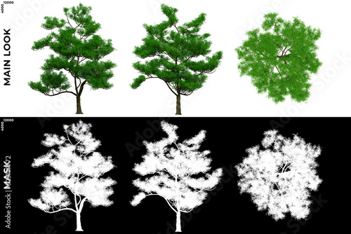 3D Rendering of Garden Plants  Residential or Commercial Space  with alpha mask to cutout and PNG editing. Vegetation for Nature Compositing