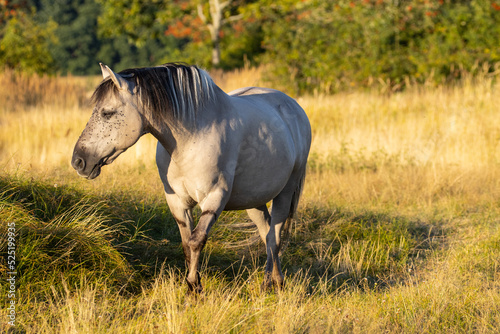 A horse on the island of Rügen in Germany, a wild horse, a white horse