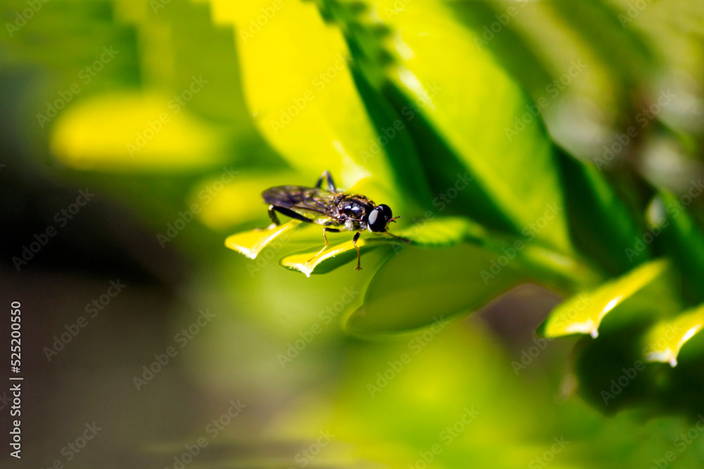 Golden-tailed Hoverfly (Xylota sylvarum) on a plant Golden-tailed Hoverfly (Xylota sylvarum) on a plant