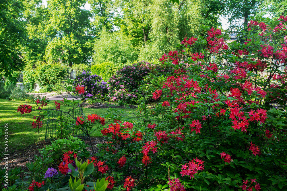 Amazing  red and purple rhododendron bushes  in bloom in Helsinki  Kaisaniemi Botanical Garden