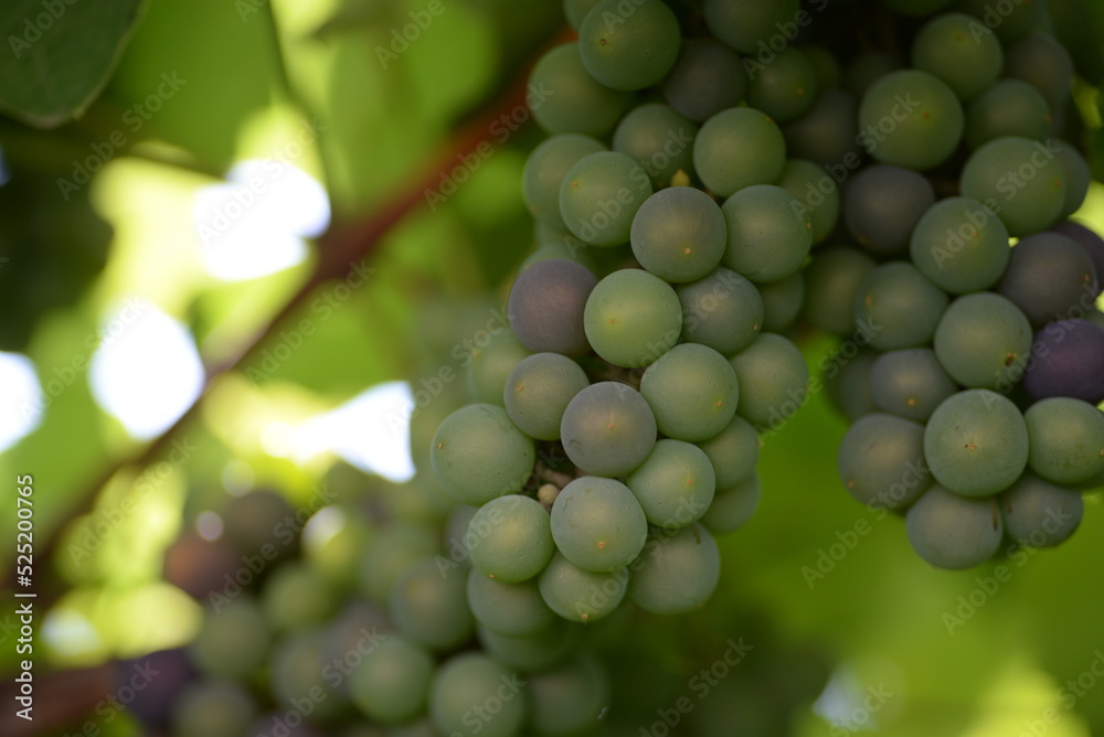 green blue grapes on a branch close-up green blue grapes on a branch close-up