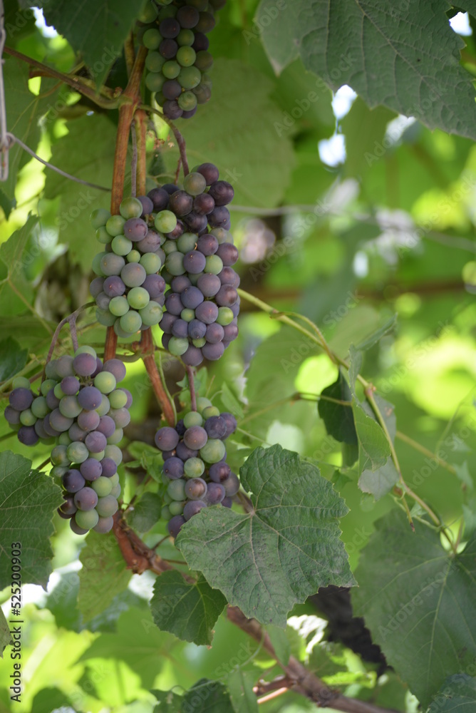 green blue grapes on a branch close-up