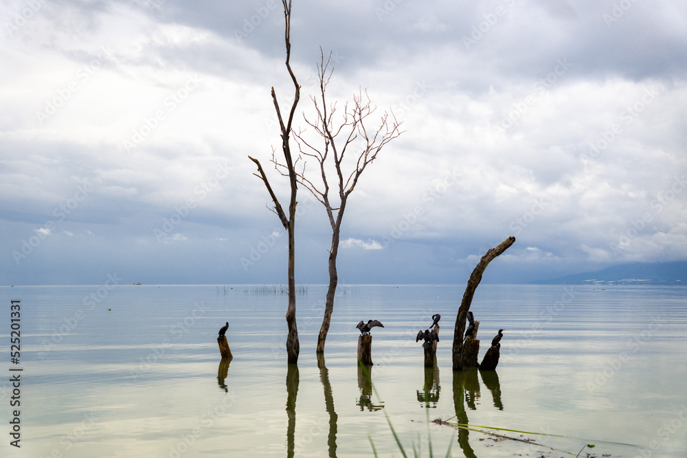 herons / birds standing on dry trees coming out of the lagoon of chapala herons / birds standing on dry trees coming out of the lagoon of chapala