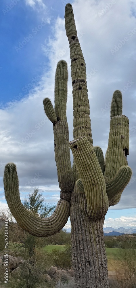 Saguaro Cactus in Scottsdale, Arizona