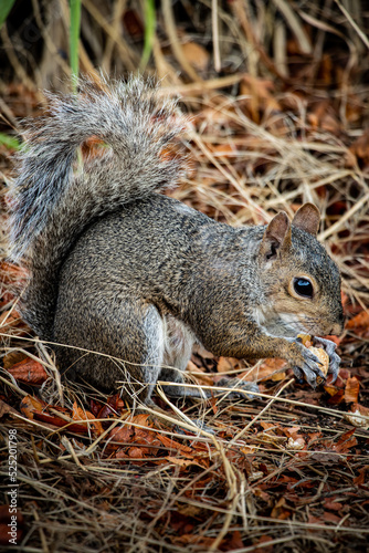 squirrel eating nut