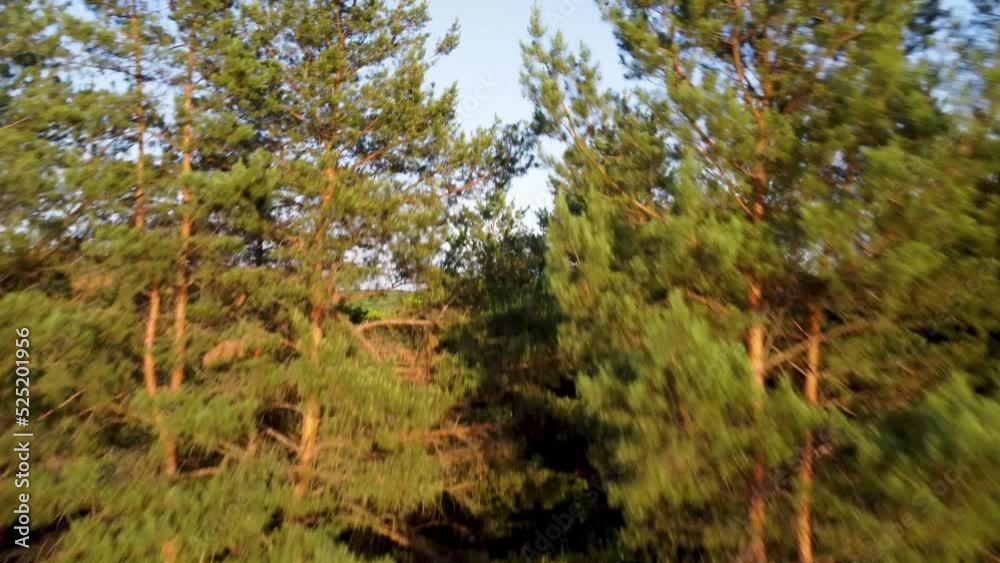 Flying forward through green vivid trees greenery in city park aerial view from drone. Summer sunny fly up footage Flying forward through green vivid trees greenery in city park aerial view from drone. Summer sunny fly up footage