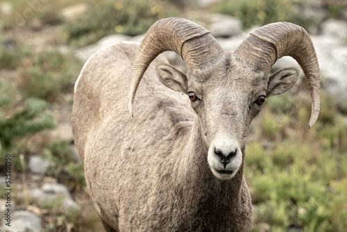 Big Horn Sheep Looks Up From Midmorning Grazing
