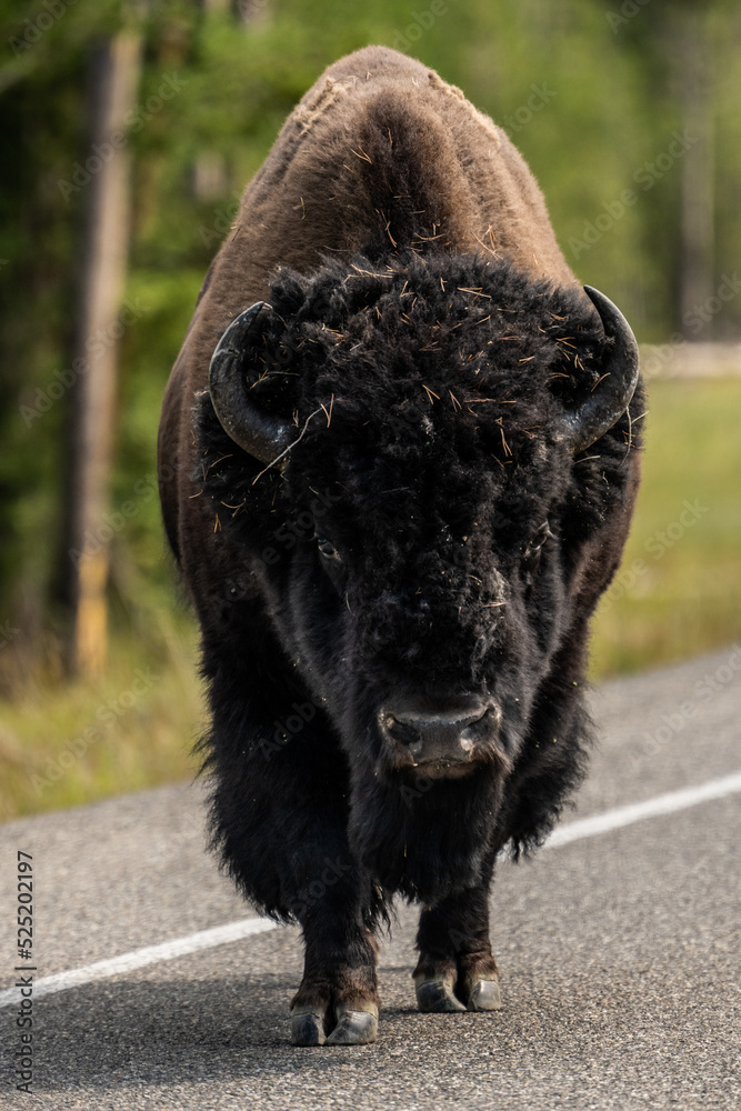 Bison Walks Along Road in Yellowstone Bison Walks Along Road in Yellowstone