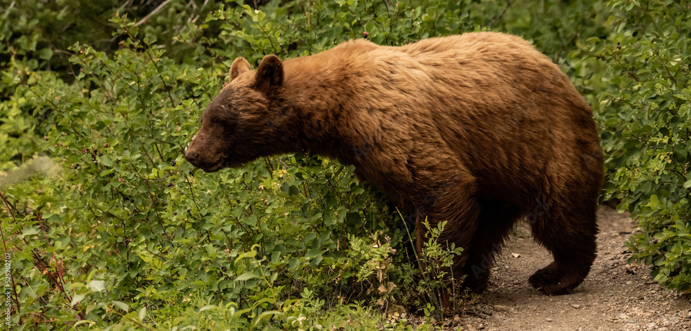 Cinnamon Black Bear Stretches Out For Huckleberry Cinnamon Black Bear Stretches Out For Huckleberry