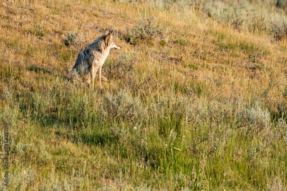 Coyote Sits In Evening Light On Hillside Coyote Sits In Evening Light On Hillside