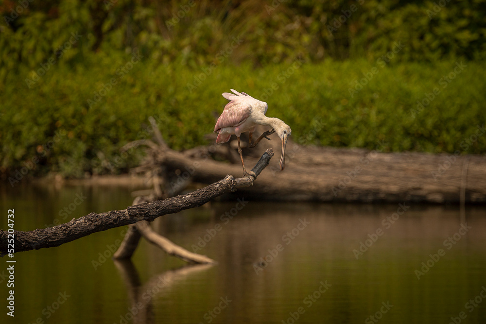 Roseate Spoonbill perched on a snag in the marsh Roseate Spoonbill perched on a snag in the marsh