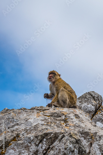 Macaque of Gibraltar (Macaca sylvanus) with plastic cup in hand sitting on top of rock © Liliana