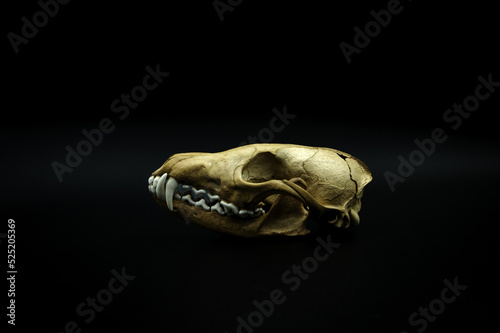 fox skull, remain dead animal head, bone skeleton detail, anatomical close-up, black dark background photo