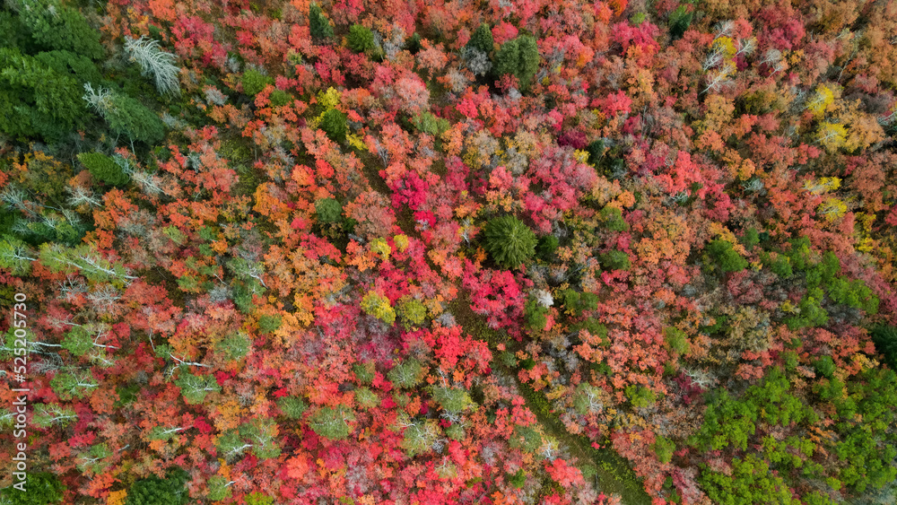 Bright fall foliage in Snow basin Utah.