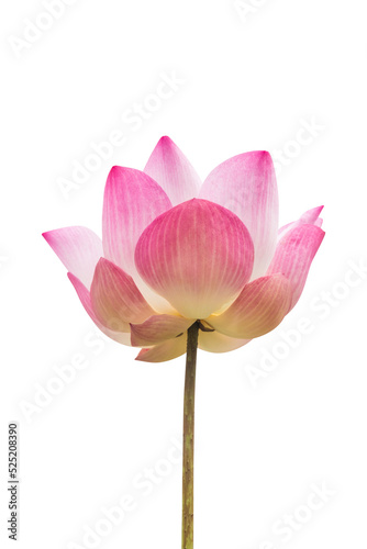 pink lotus blossom isolated on white background