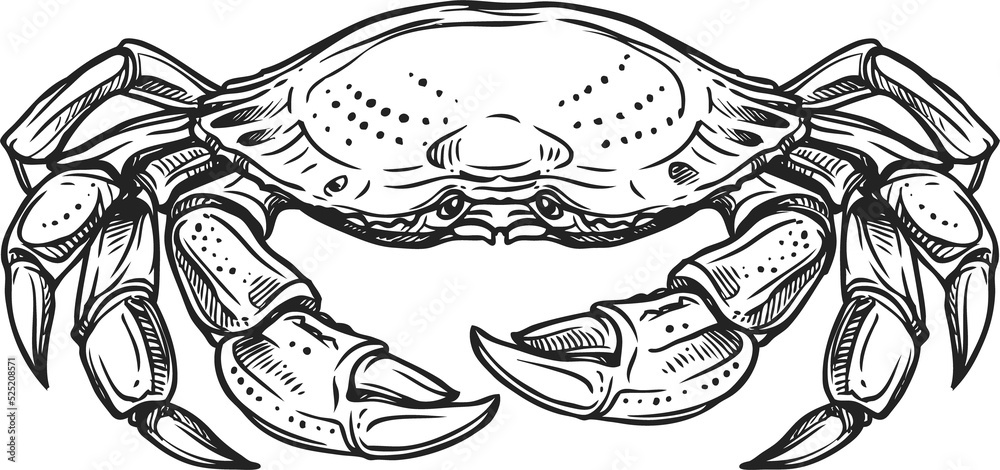 Marine crab vector isolated crustacean animal Marine crab vector isolated crustacean animal