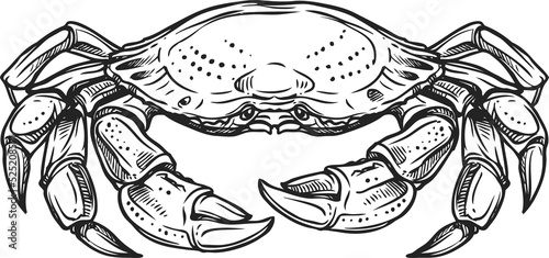 Marine crab vector isolated crustacean animal