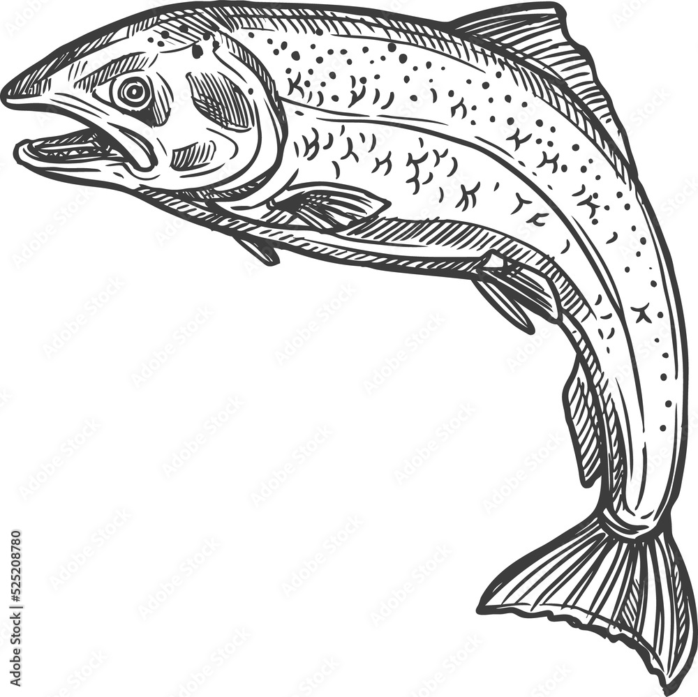 Fototapeta premium Fish sketch salmon and trout, fishing catch