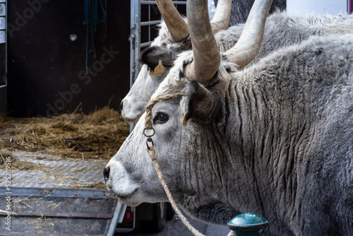 Selective blur on a Hungarian grey cow, also called Magyar Szurke, standing in a street near Budapest, Hungary. Also called Hungarian grey steppe, it's a typical central European cattle breed.. photo