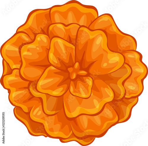 Marigold flower isolated Mexico decorative blossom