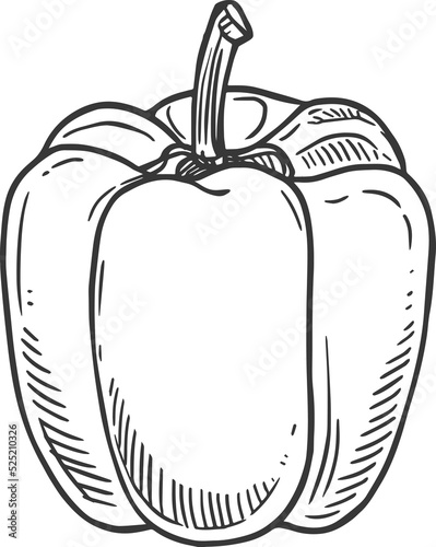 Sweet bulgarian pepper isolated veggie sketch icon photo