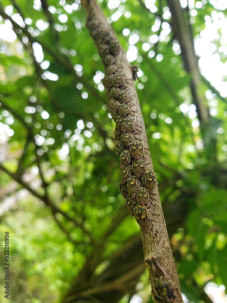 Close up of small insect nymphs on trunk. Leafhoppers nymphs. Metcalfiella. Hemiptera: Membracidae.
Close up of small insect nymphs on trunk. Leafhoppers nymphs. Metcalfiella. Hemiptera: Membracidae.