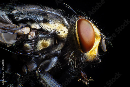 close up of a fly with red eyes macro © Fabas