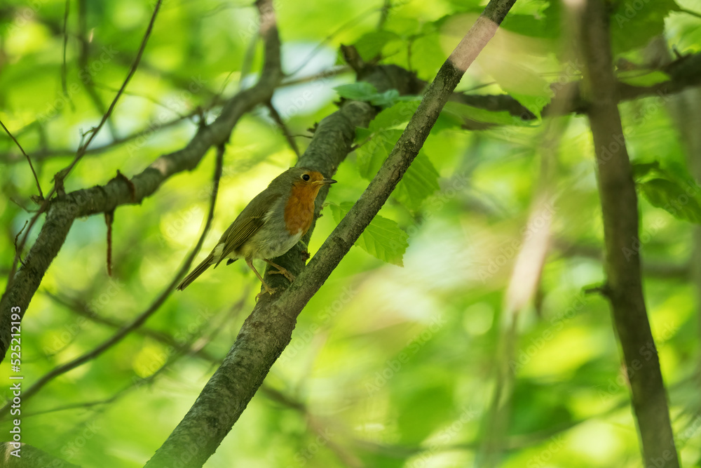 A robin bird on a branch in the forest. A robin bird on a branch in the forest.