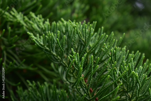 natural green leaves in the morning